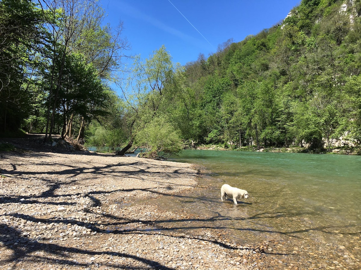 A sandy riverbank stretches along the clear waters of the Kolpa River, surrounded by lush green trees. Sunlight filters through the foliage, casting shadows on the ground. A dog wades in the shallow water, adding a sense of tranquility to the natural setting.