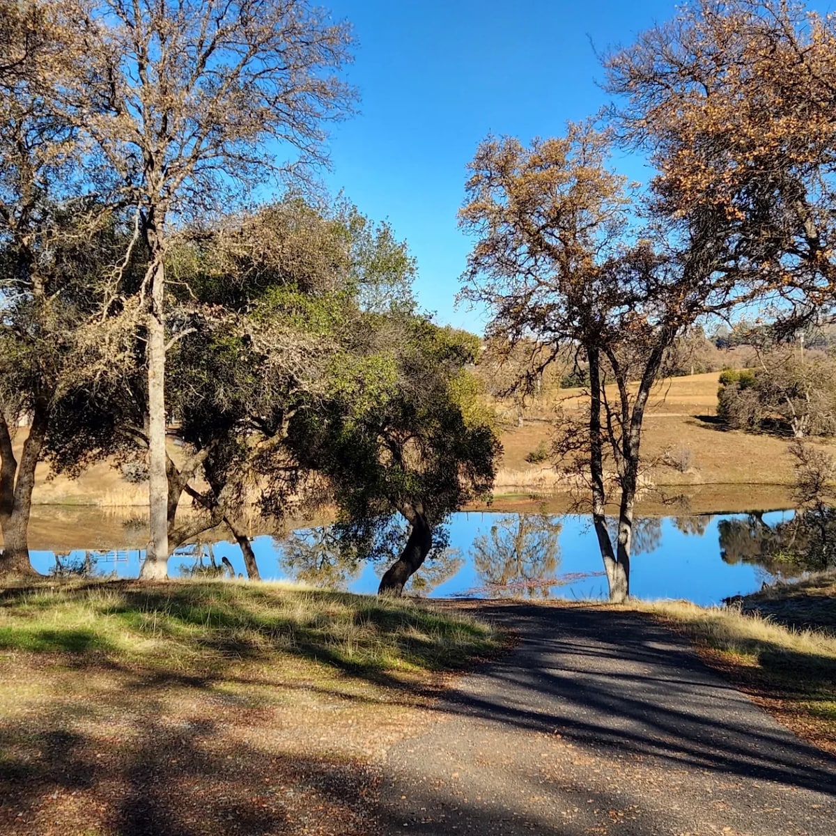 are dogs allowed at don pedro lake