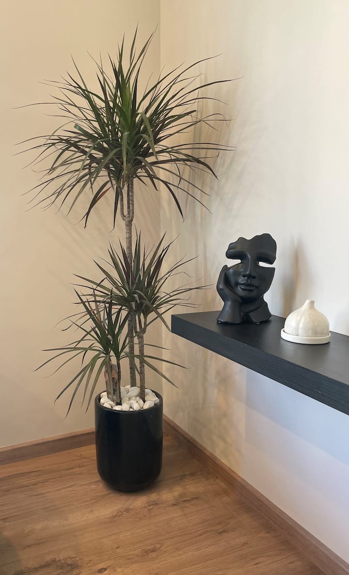 Plant + decor