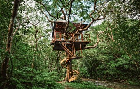 Tree Full Tree House Spiral Tree House