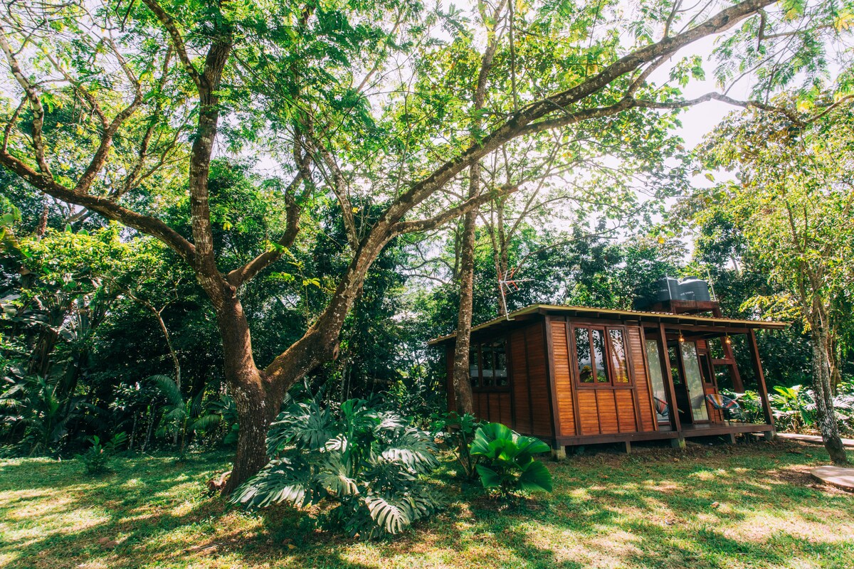 A wooden cabin is surrounded by lush greenery, with large trees providing shade. The exterior features large windows, allowing natural light to fill the interior. Diverse plants and bushes create a serene outdoor environment.