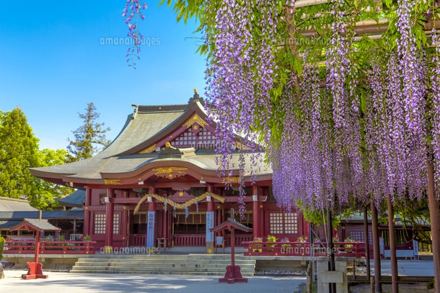 A traditional Japanese shrine is showcased, featuring a striking red structure adorned with intricate details. Wisteria blossoms hang gracefully in the foreground, adding vibrant purple flowers against a clear blue sky. The approach to the shrine is flanked by trees, enhancing the serene setting.