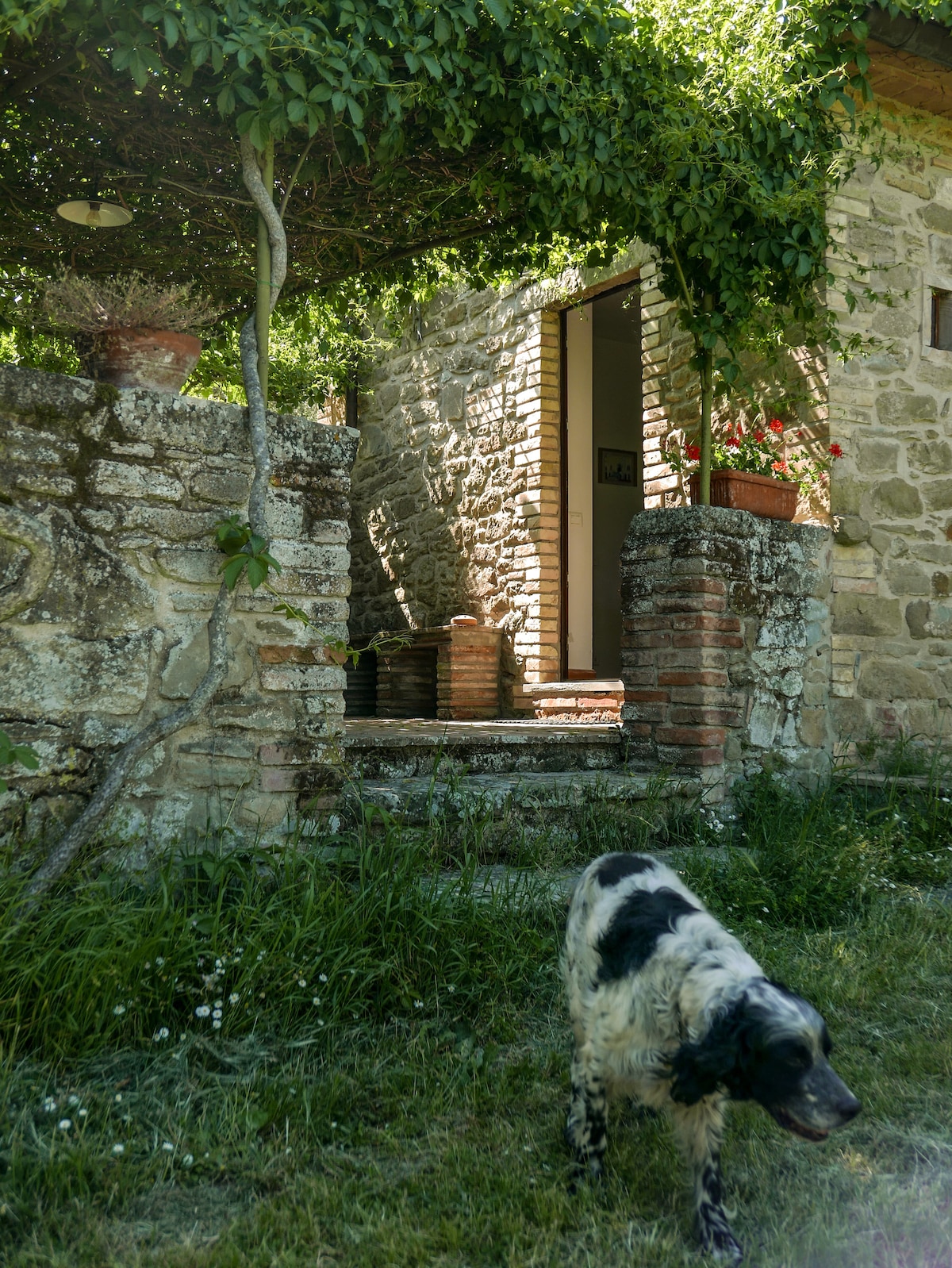 A rustic stone entrance is framed by greenery, leading to an open doorway. Steps are visible with a few potted plants adorning the entrance. A dog is seen wandering in the grassy area nearby.