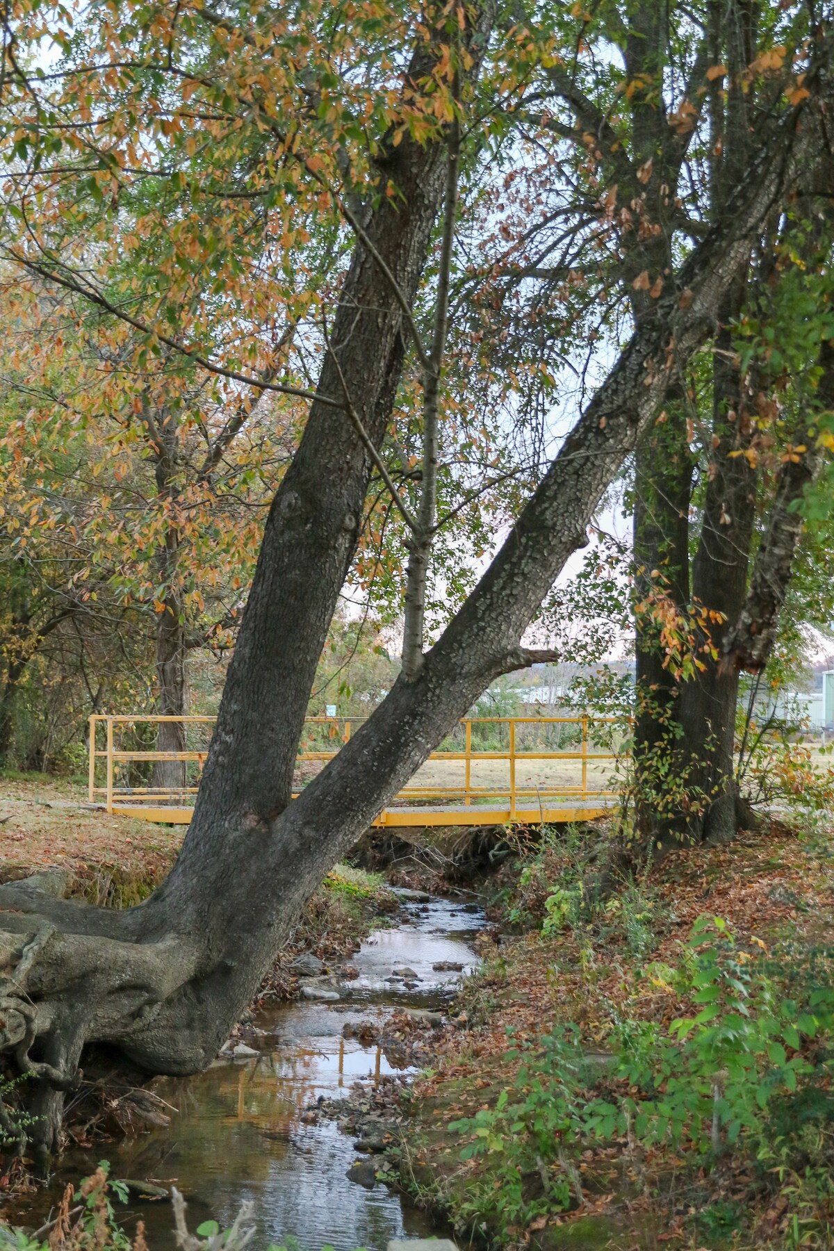 A serene natural scene features a gently flowing stream bordered by trees with autumn foliage. In the background, a yellow railing is visible, indicating a bridge or viewing platform, blending into the peaceful landscape.