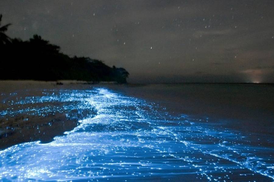 A night view of a beach showcases bioluminescent waters glowing in vibrant blue tones. The undulating shoreline reflects the shimmering light, while dark silhouettes of trees and the night sky accentuate the serene atmosphere.