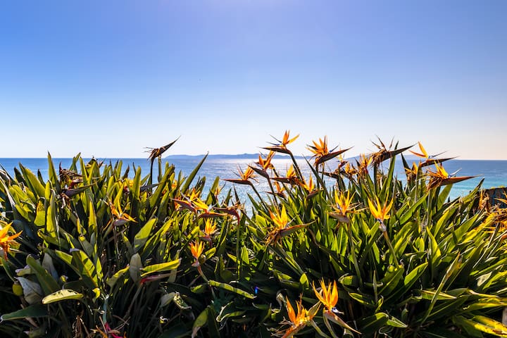 Oceanfront(2730 sqft)w/Spa, HugeDeck+Garden+VIEWS gallery image 2