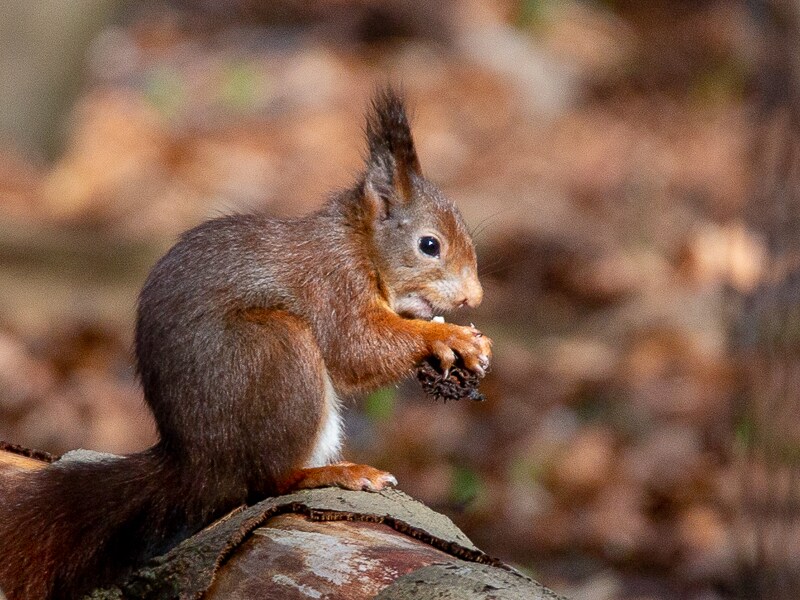 A small squirrel is seen perched on a log, holding a nut with its paws. The animal's fluffy tail and alert posture are highlighted against a soft focus of autumn foliage in the background.