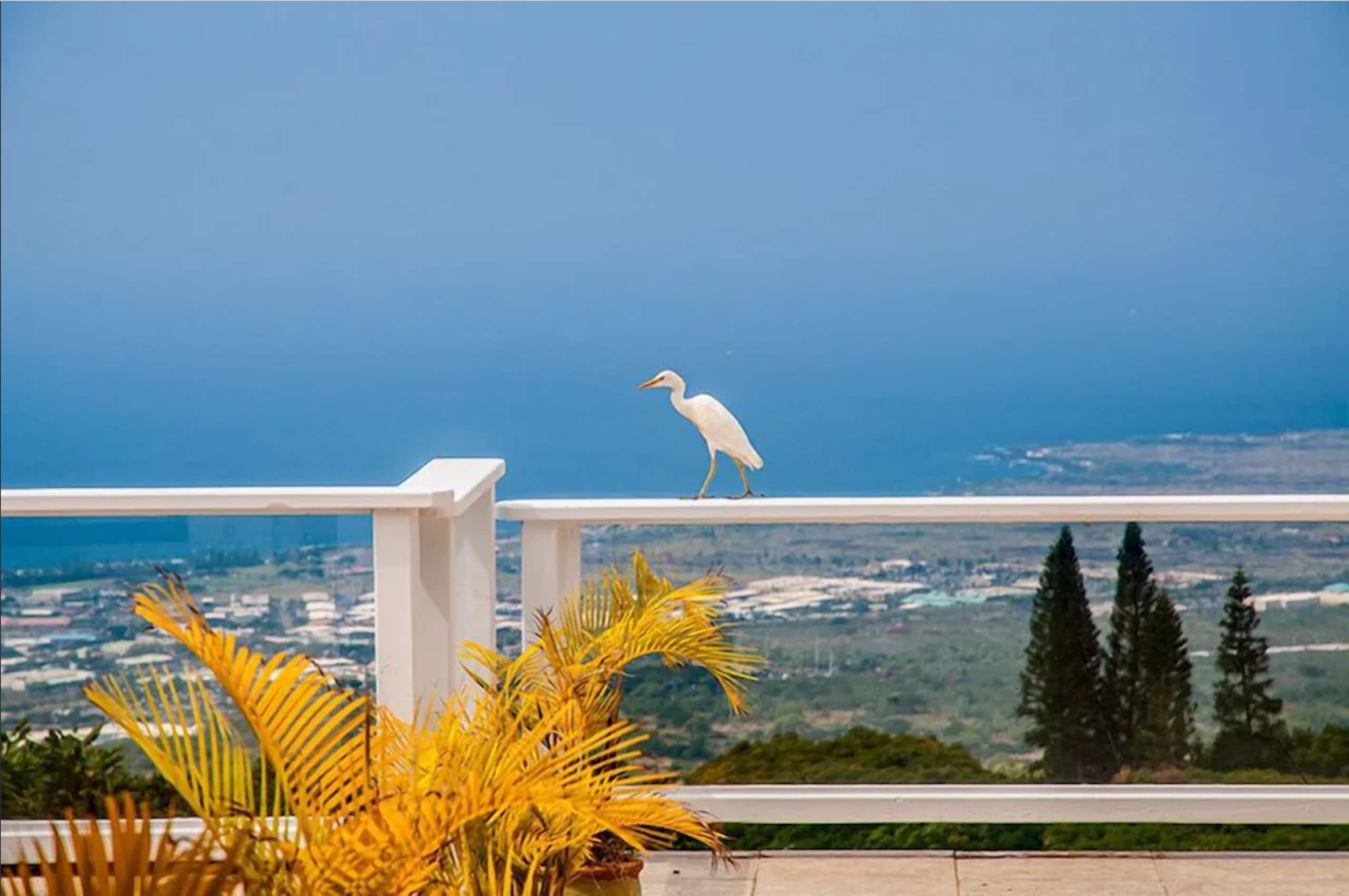 Home in Holualoa · ★4.84 · 2 bedrooms · 5 beds · 2 private baths - Image 19
