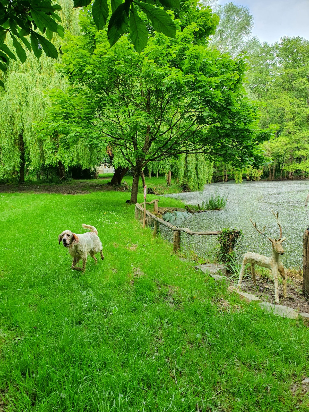 A spacious green area is depicted, featuring lush grass and a variety of leafy trees. A wooden fence outlines a tranquil pond, partially covered with greenery. A dog is present, while a decorative deer statue stands nearby, enhancing the natural setting.