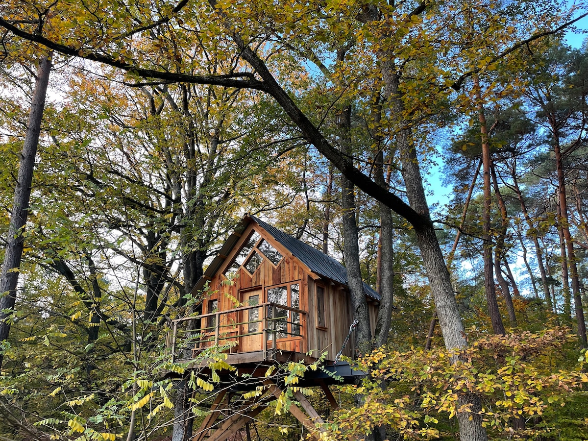 A charming tiny house is perched among the tall trees, showcasing wooden construction that blends with the natural surroundings. A small balcony extends from the entrance, offering views of the vibrant autumn foliage in the background.