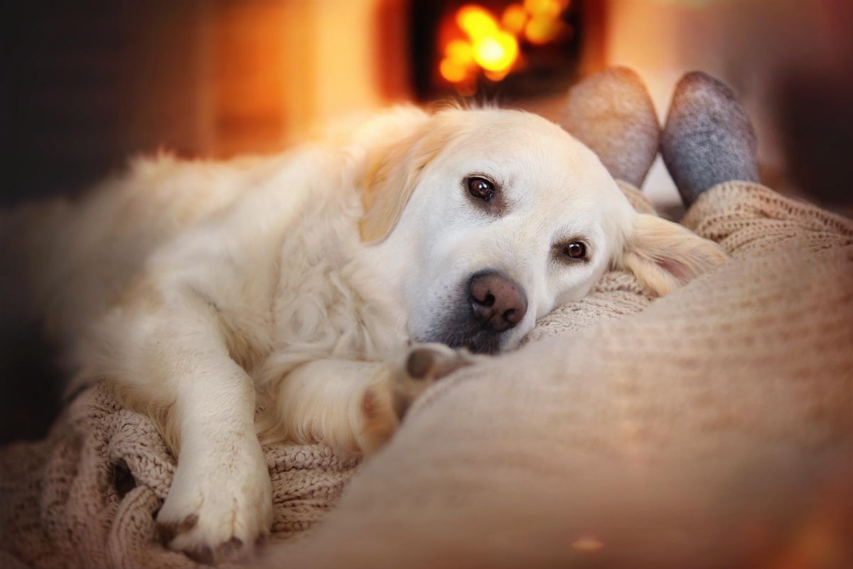 A golden retriever relaxes comfortably near a warm fireplace, laying on a cozy knit blanket. The dog's peaceful expression complements the inviting atmosphere, while a pair of socks can be seen resting on a person's lap, suggesting a relaxing moment by the fire.