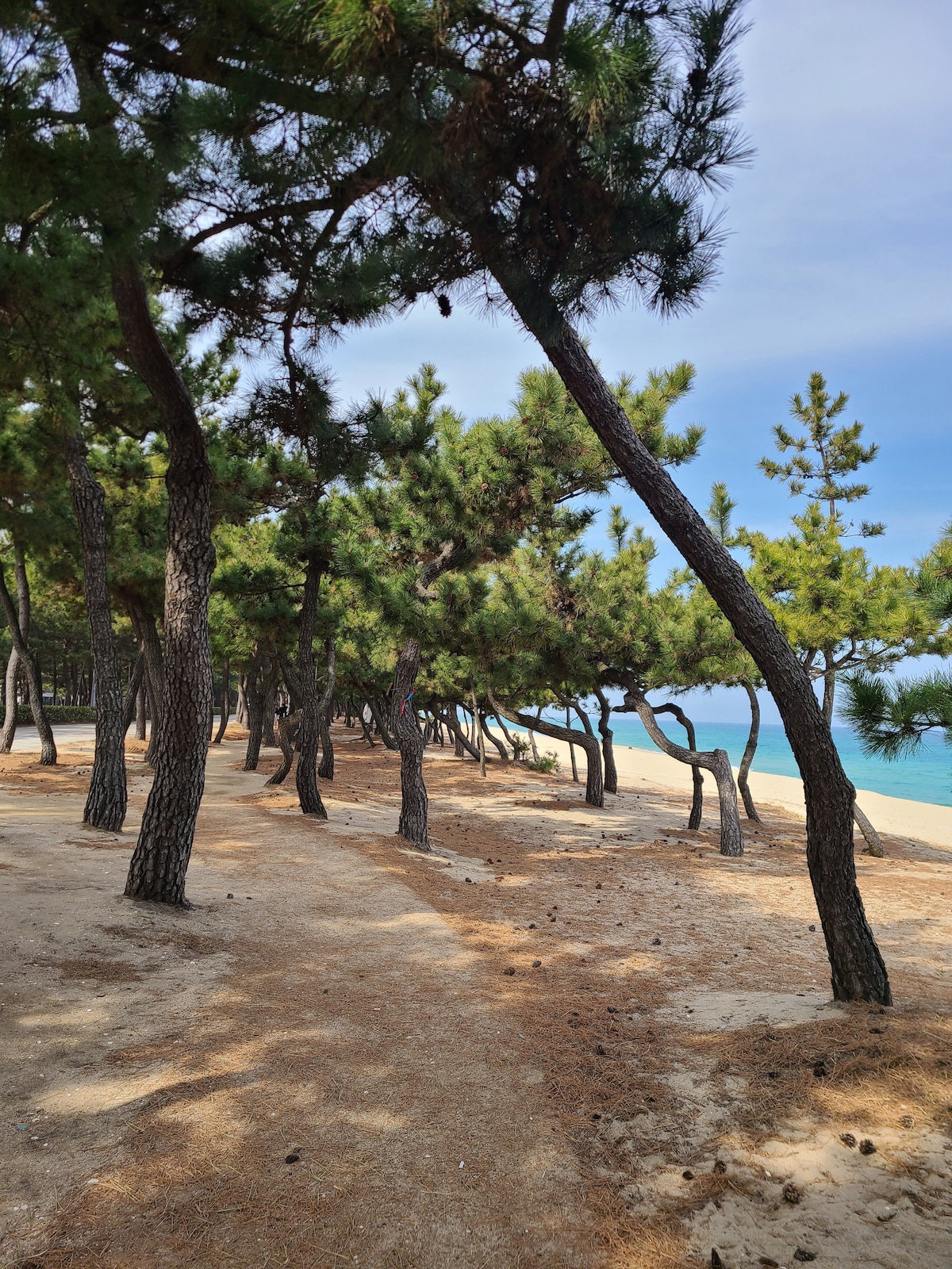 A sandy pathway is lined with slender pine trees, creating a natural corridor leading toward a beach. The trees are partially illuminated by soft sunlight, and the ocean is visible in the background, offering a serene atmosphere.