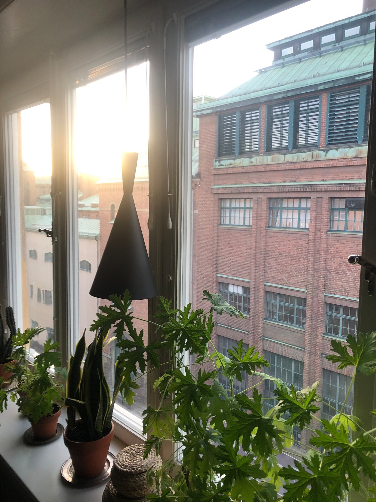 A window is illuminated by natural light, showcasing a view of a historical brick building. Indoor plants add greenery to the foreground, with various shapes and heights visible, contributing to a serene atmosphere near the window.