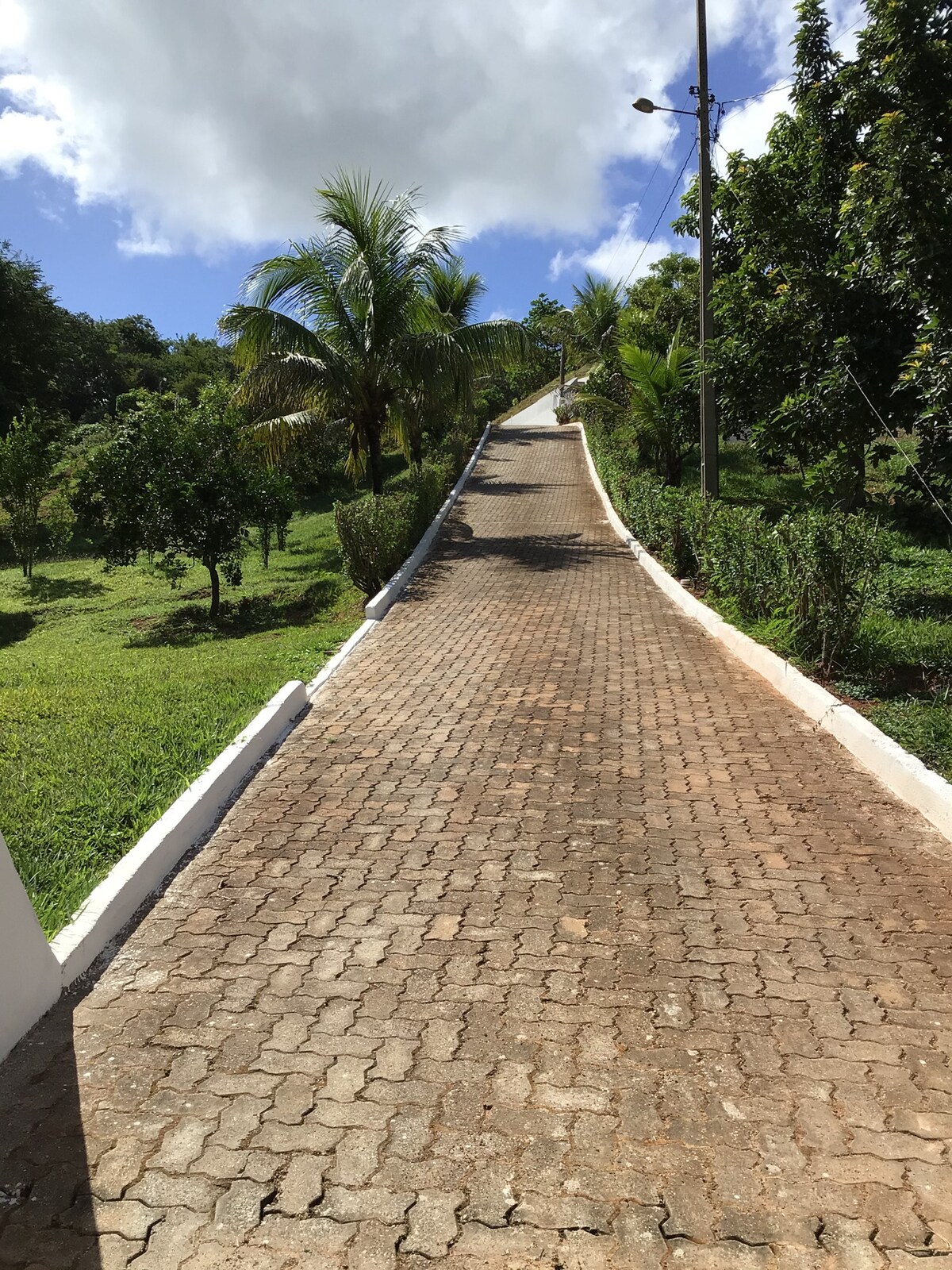 A winding pathway lined with white edges leads through green vegetation. Lush trees and plants are visible on either side, with a clear blue sky overhead. The pathway slopes gently upward, inviting exploration of the surrounding landscape.