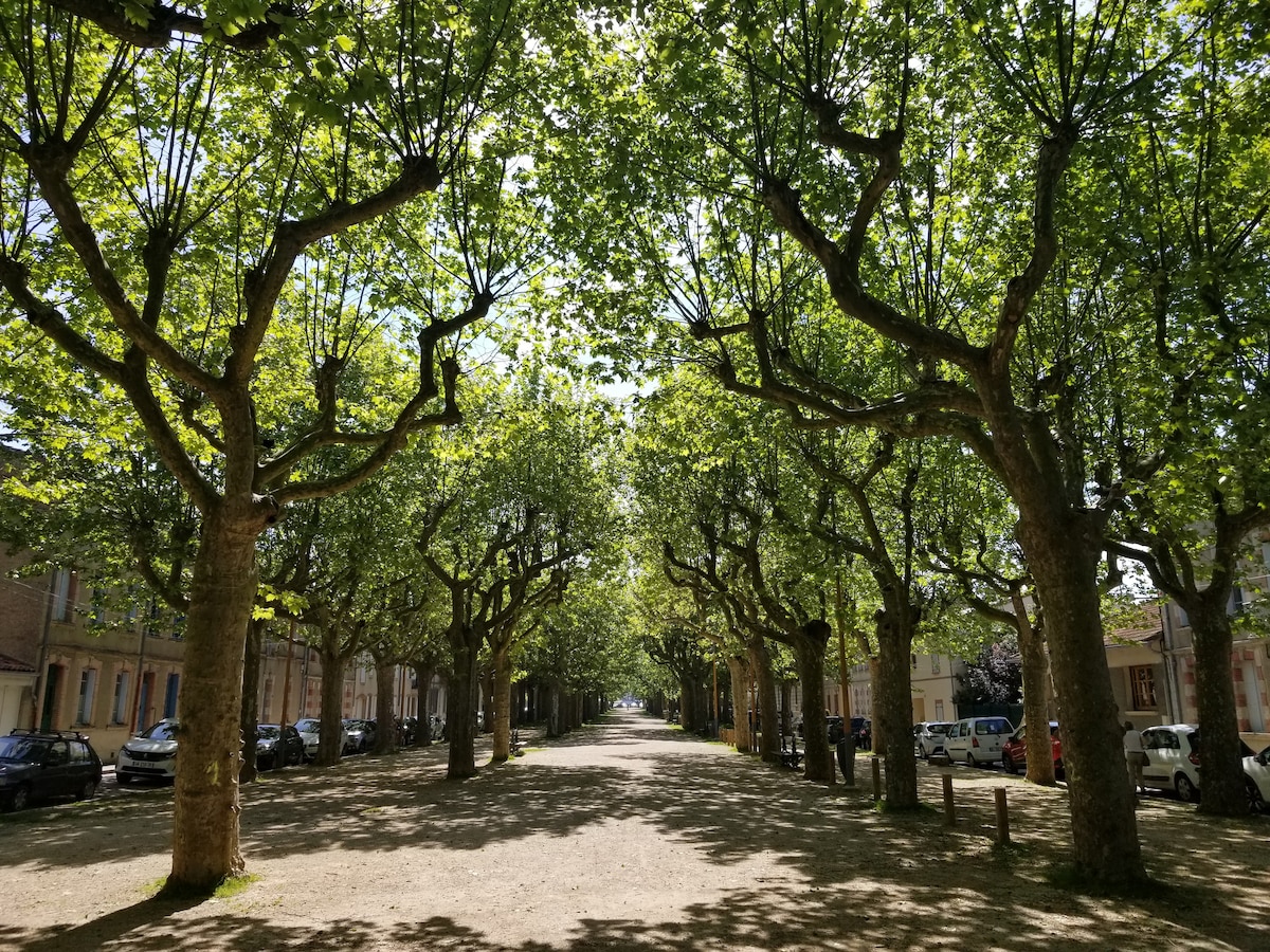 An avenue lined with towering plane trees creates a shaded pathway. The greenery of the leaves offers a refreshing contrast against the light gravel surface. Vehicles are parked alongside the tree-lined street, highlighting a peaceful and inviting outdoor space.