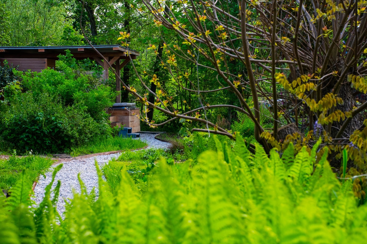 A meandering gravel path leads through lush greenery, bordered by vibrant ferns. A wooden structure is partially visible in the background amidst the foliage, creating a serene outdoor atmosphere. The surrounding trees offer shade and a sense of tranquility.