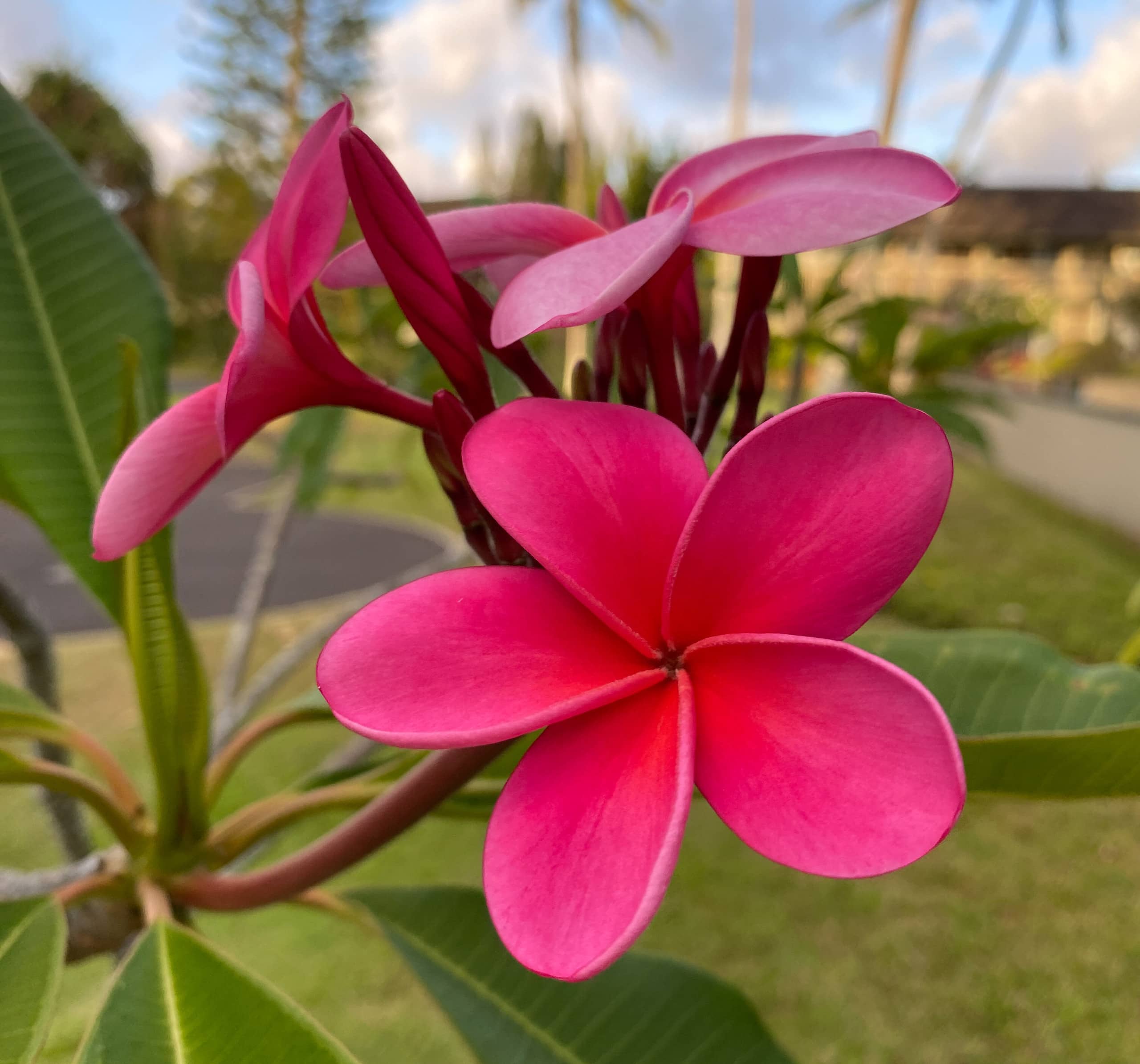 Home in Kahuku · ★4.87 · 4 bedrooms · 6 beds · 2 private baths - Image 12