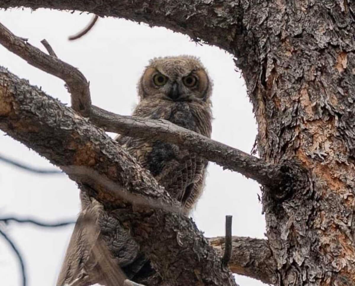 An owl is perched on a thick tree branch, partially camouflaged against the rough bark. Its round face and large eyes are prominently visible, conveying a watchful presence. Branches extend outwards, adding depth to the natural setting.