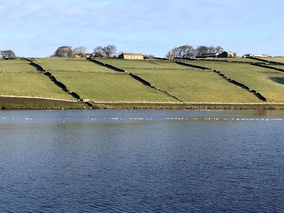 A scenic view of green fields descends towards the water's edge, where a line of birds can be seen resting on the surface of the reservoir. In the background, a cluster of buildings is nestled among the rolling hills, framed by trees.