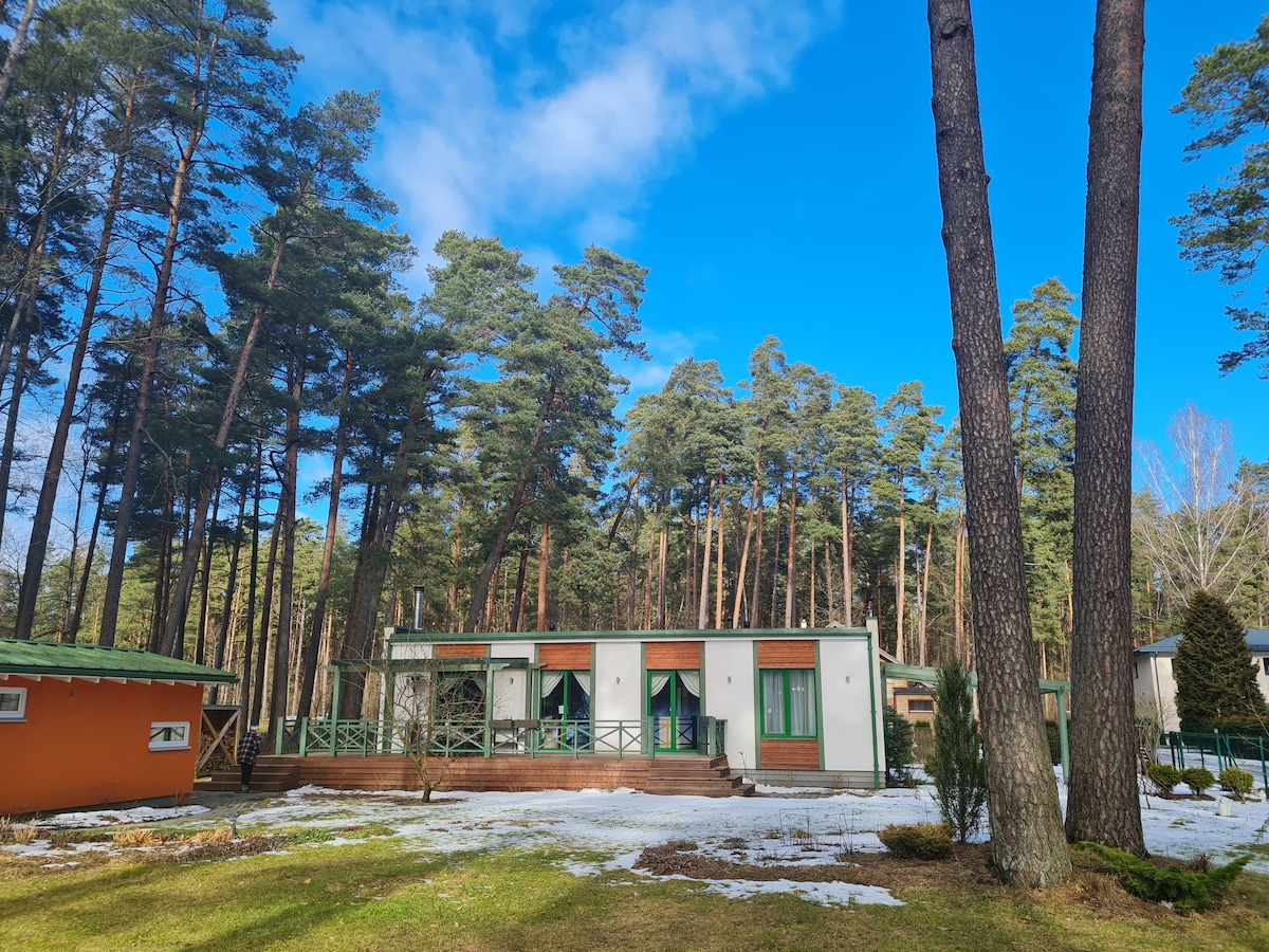 A modern house sits surrounded by tall pine trees under a clear blue sky. The outdoor area features a wooden deck, flanked by snow patches and green grass, creating a serene atmosphere. Large windows offer views of the tranquil natural setting.