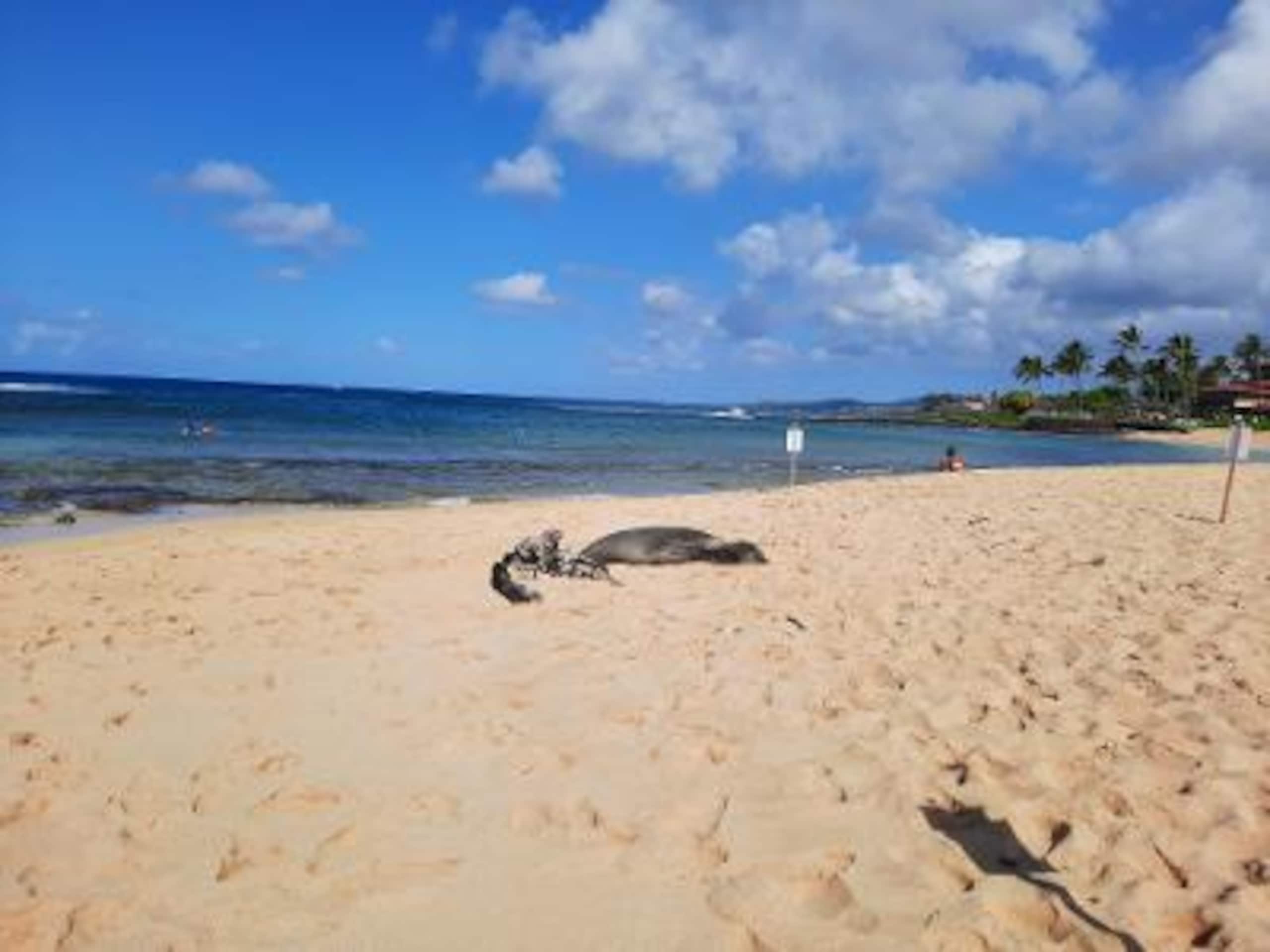 Vacation in Poipu, Kauai - Image 10
