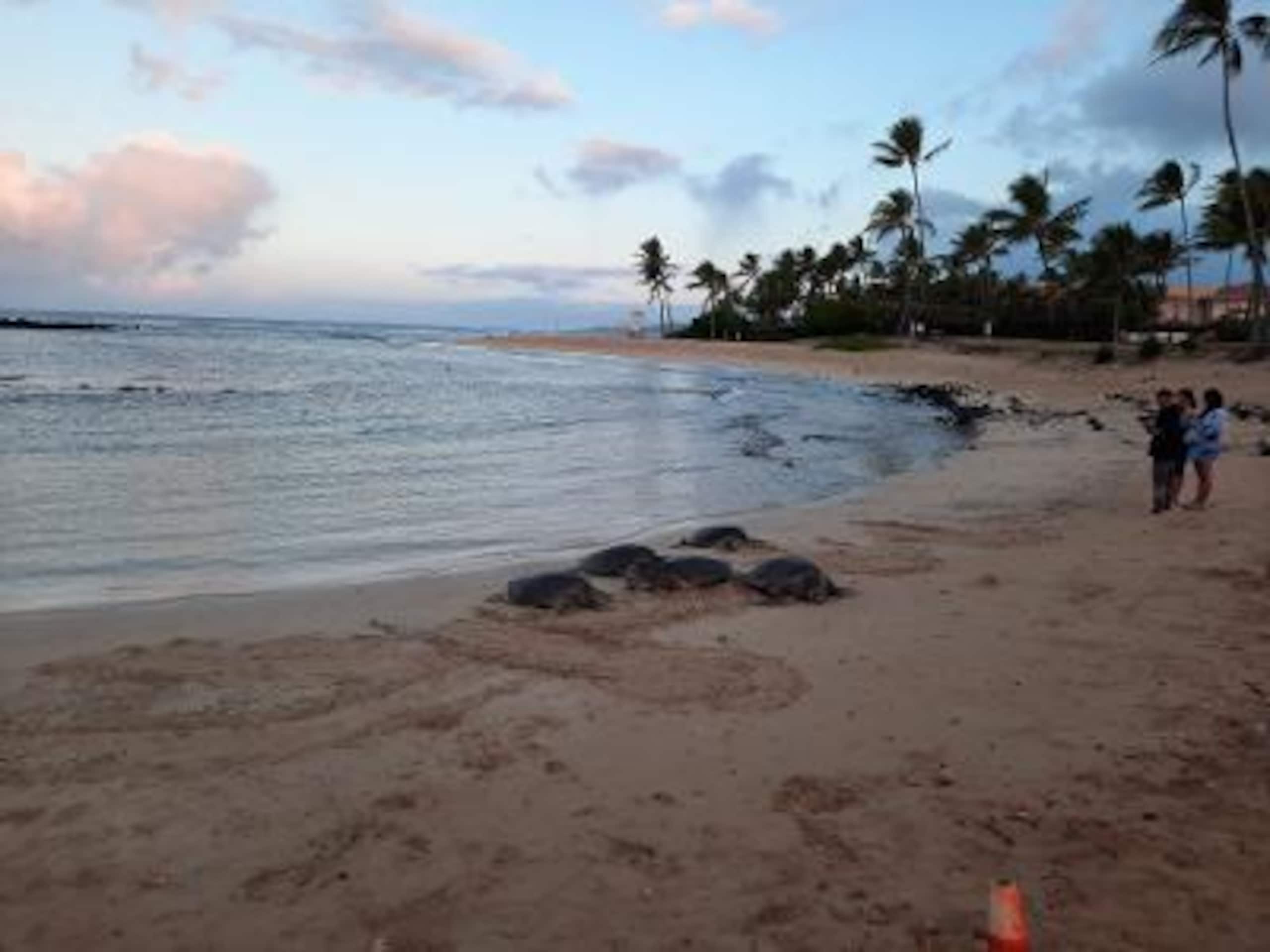 Vacation in Poipu, Kauai - Image 9