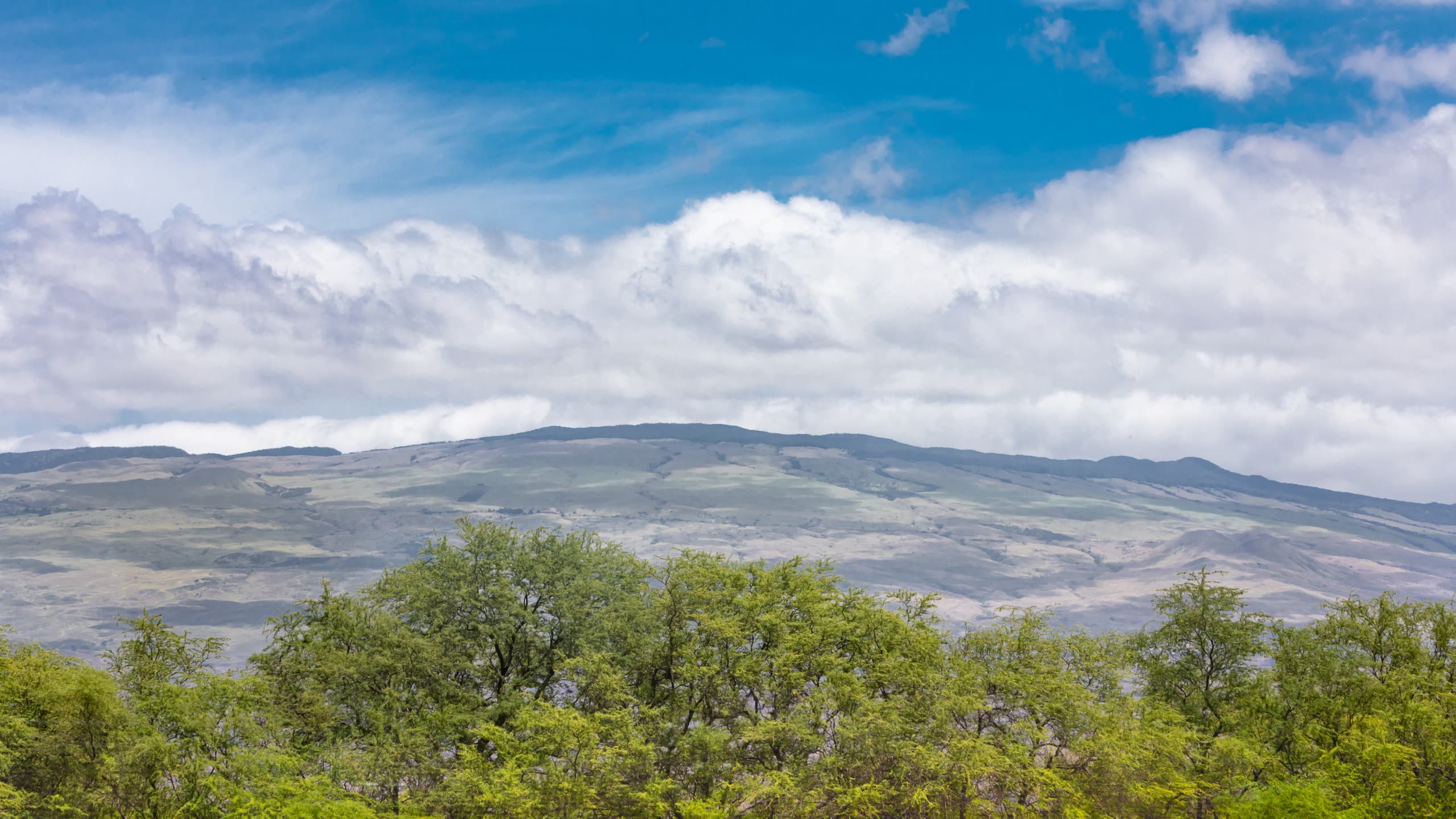 Townhouse in Waimea · ★4.83 · 3 bedrooms · 2 beds · 2.5 private baths - Image 45