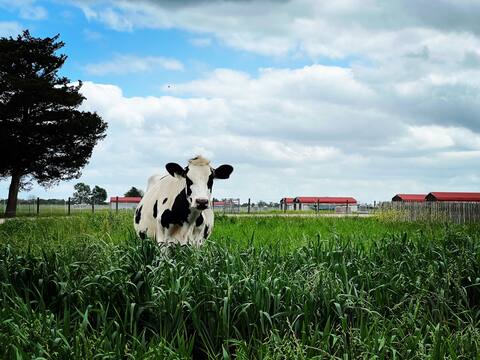 Shirttail Bunkhouse - Farm Stay