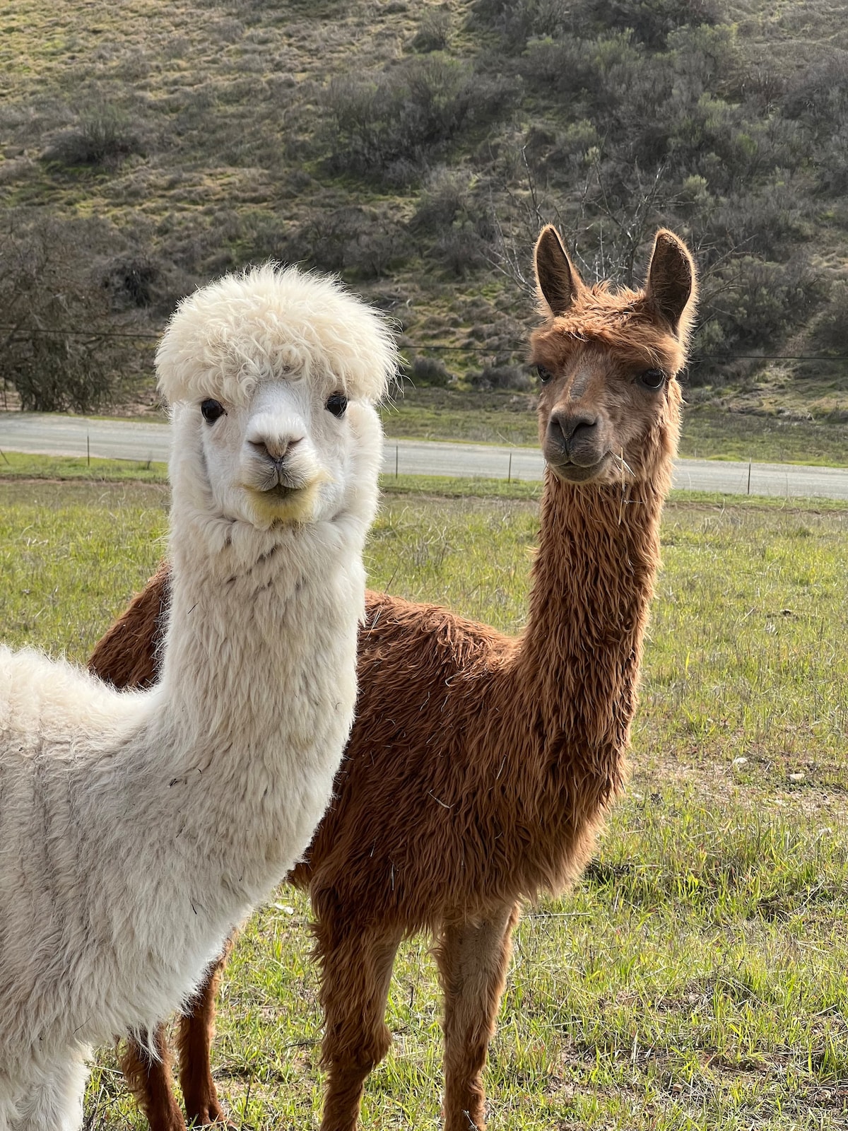 Two friendly alpacas stand in a grassy area, with a gentle slope in the background. The alpaca in the foreground has a fluffy white coat and a curious expression, while the brown alpaca is positioned slightly behind, facing away.