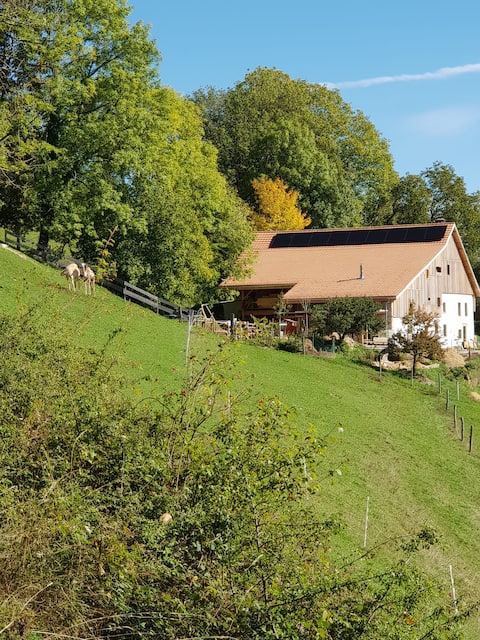 The Little Dromedary Farm