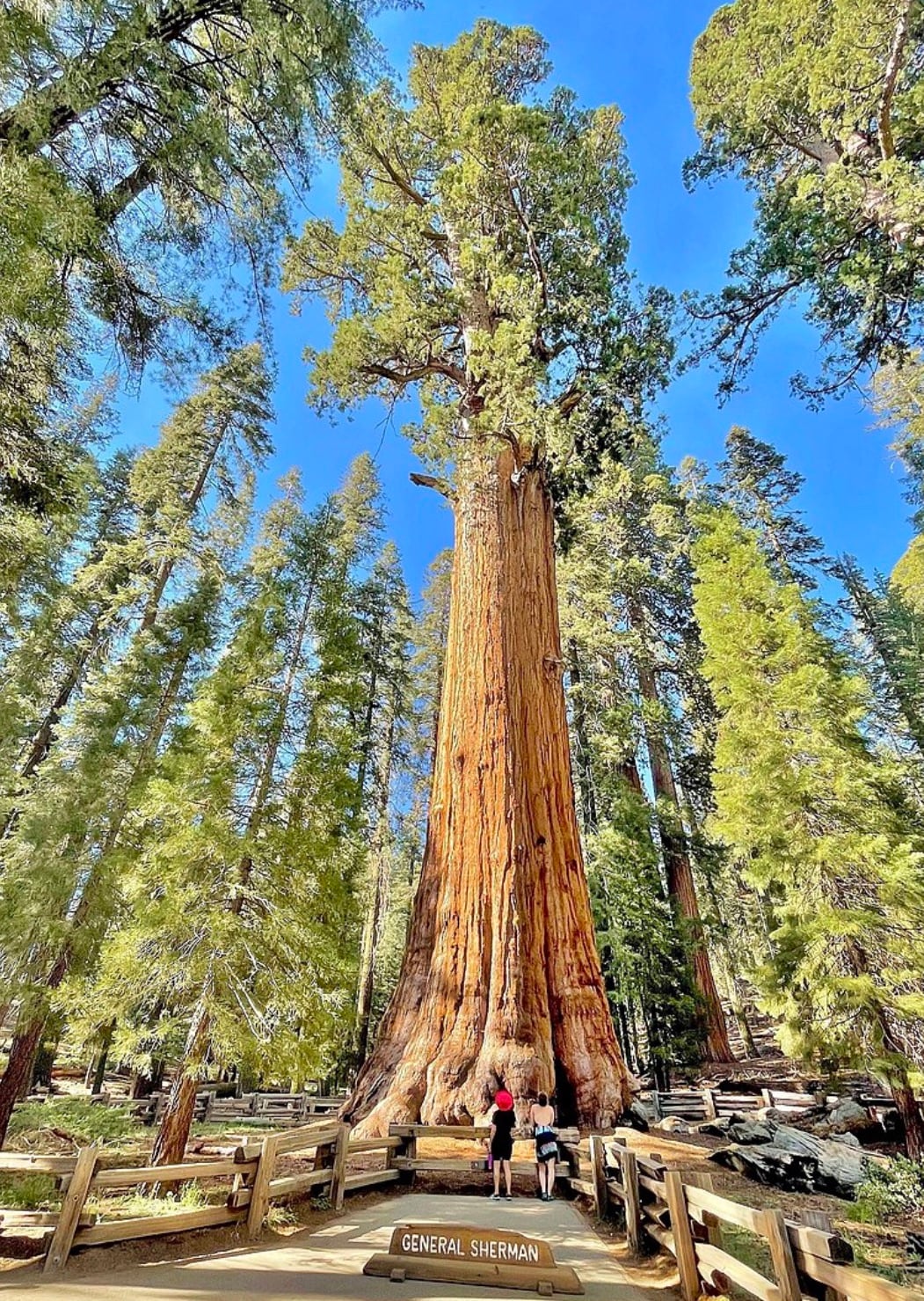 A towering giant sequoia tree, known as General Sherman, rises majestically amidst a forest of towering evergreens. The vibrant blue sky provides a striking contrast to the rich brown of the tree's bark. Visitors are seen at the base, emphasizing the tree's impressive scale.