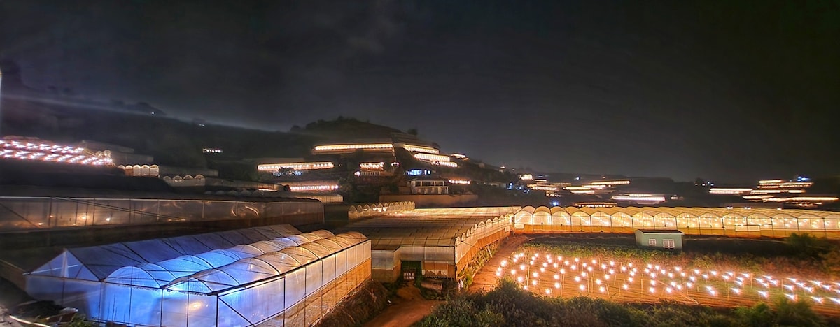 A panoramic view of illuminated greenhouses at night showcases a network of softly glowing lights scattered across the hillside. The layout features rows of structures surrounded by lush greenery, creating a serene nighttime atmosphere.
