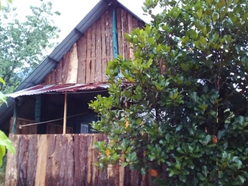 The exterior of a wood cabin is visible, featuring a rustic design with a wooden facade and a corrugated metal roof. Lush greenery surrounds the cabin, with tall trees and shrubs providing a natural setting. A covered porch area can be seen at the front.