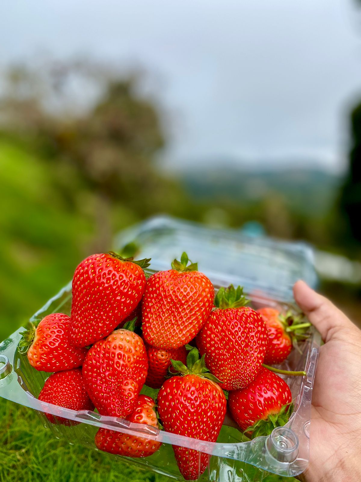A hand is holding a clear plastic container filled with vibrant red strawberries, showcasing their fresh and ripe appearance. The background features a blurred green landscape under a cloudy sky, emphasizing the natural setting where the strawberries were harvested.