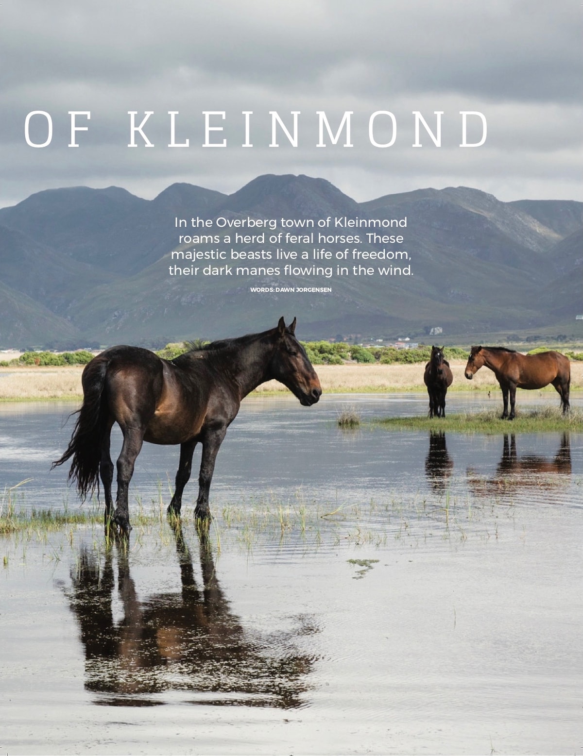 A herd of feral horses stands near a shallow water area, with reflections visible on the surface. The landscape features mountains in the background under a cloudy sky, creating a serene outdoor scene that highlights the natural beauty of the region.