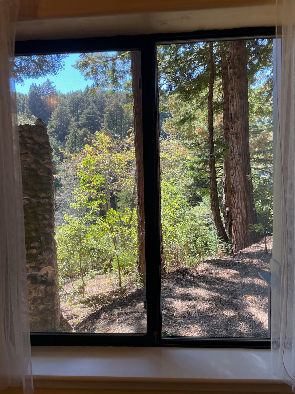 A large window frames a view of a lush forest, featuring tall redwoods and vibrant greenery. Sunlight filters through the leaves, casting gentle light on the forest floor, which is covered in a mix of soil and small stones.