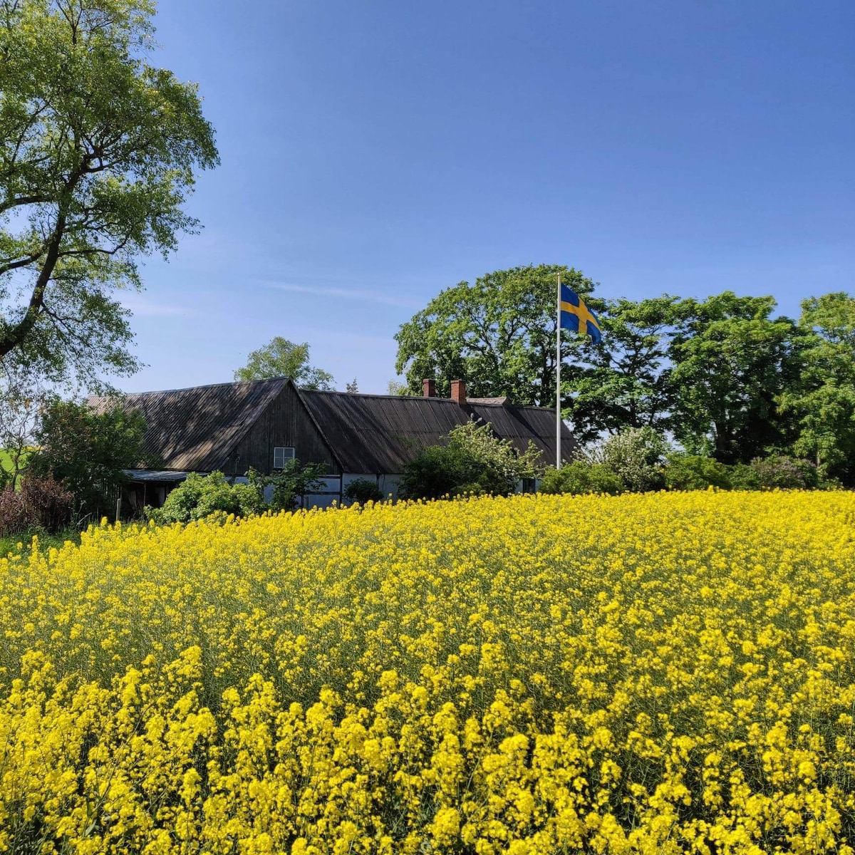 A traditional farmhouse is surrounded by a vibrant yellow canola field, with lush greenery and tall trees nearby. The Swedish flag flutters in the gentle breeze, adding a local touch to the scenic countryside setting.