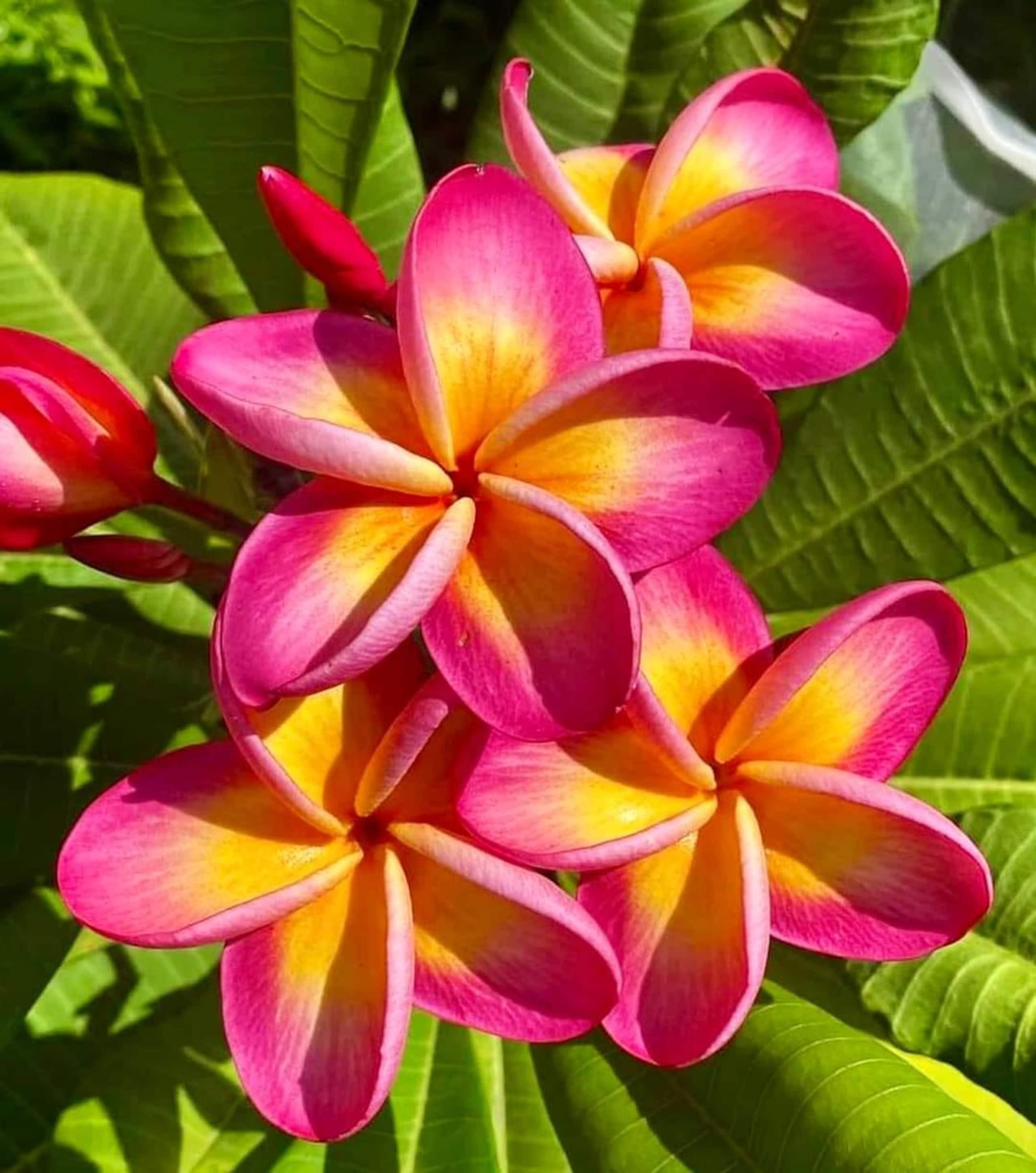 Condo in Kihei · ★5.0 · 1 bedroom · 2 beds · 1 bath - Image 32