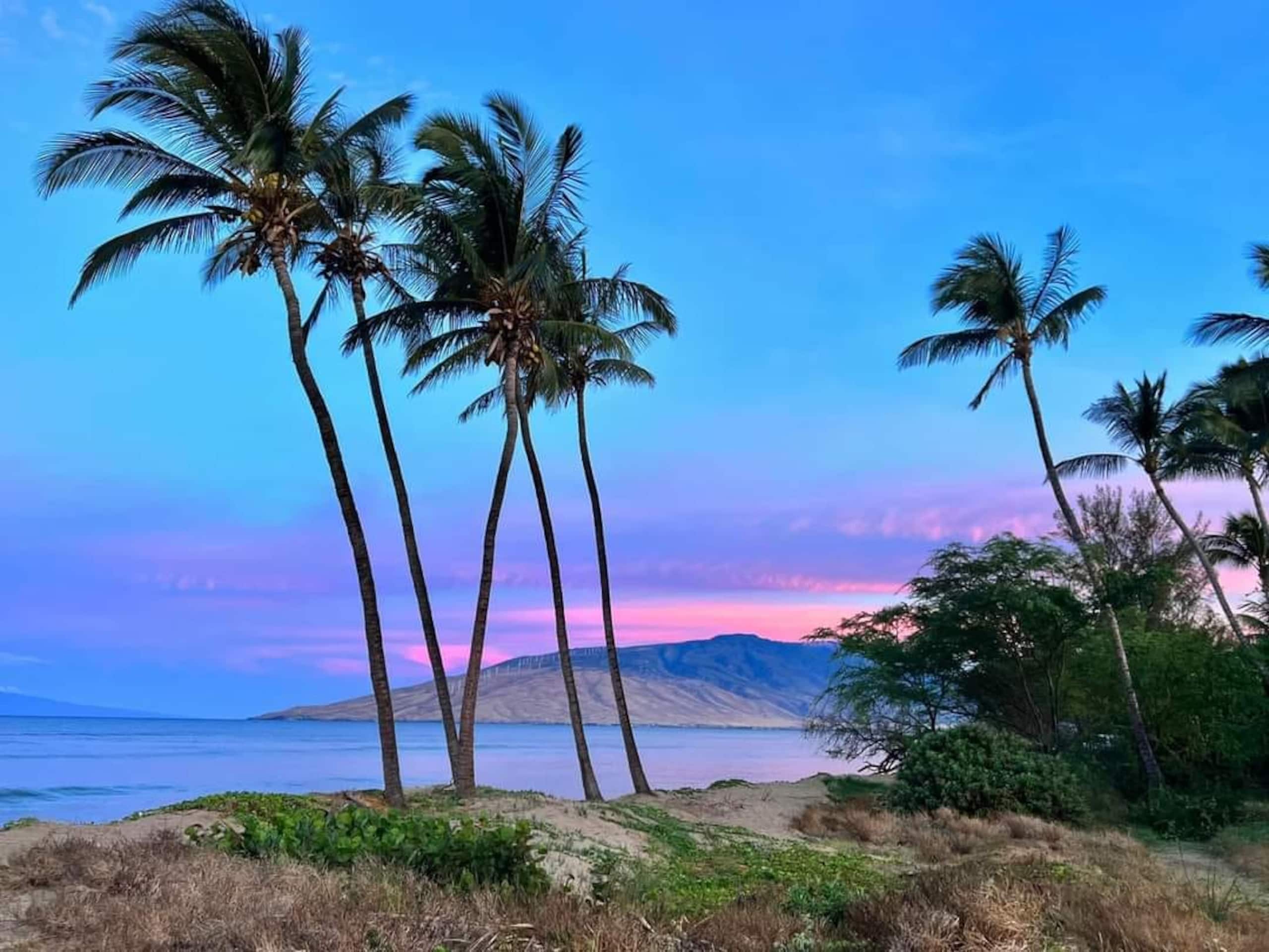 Condo in Kihei · ★5.0 · 1 bedroom · 2 beds · 1 bath - Image 43