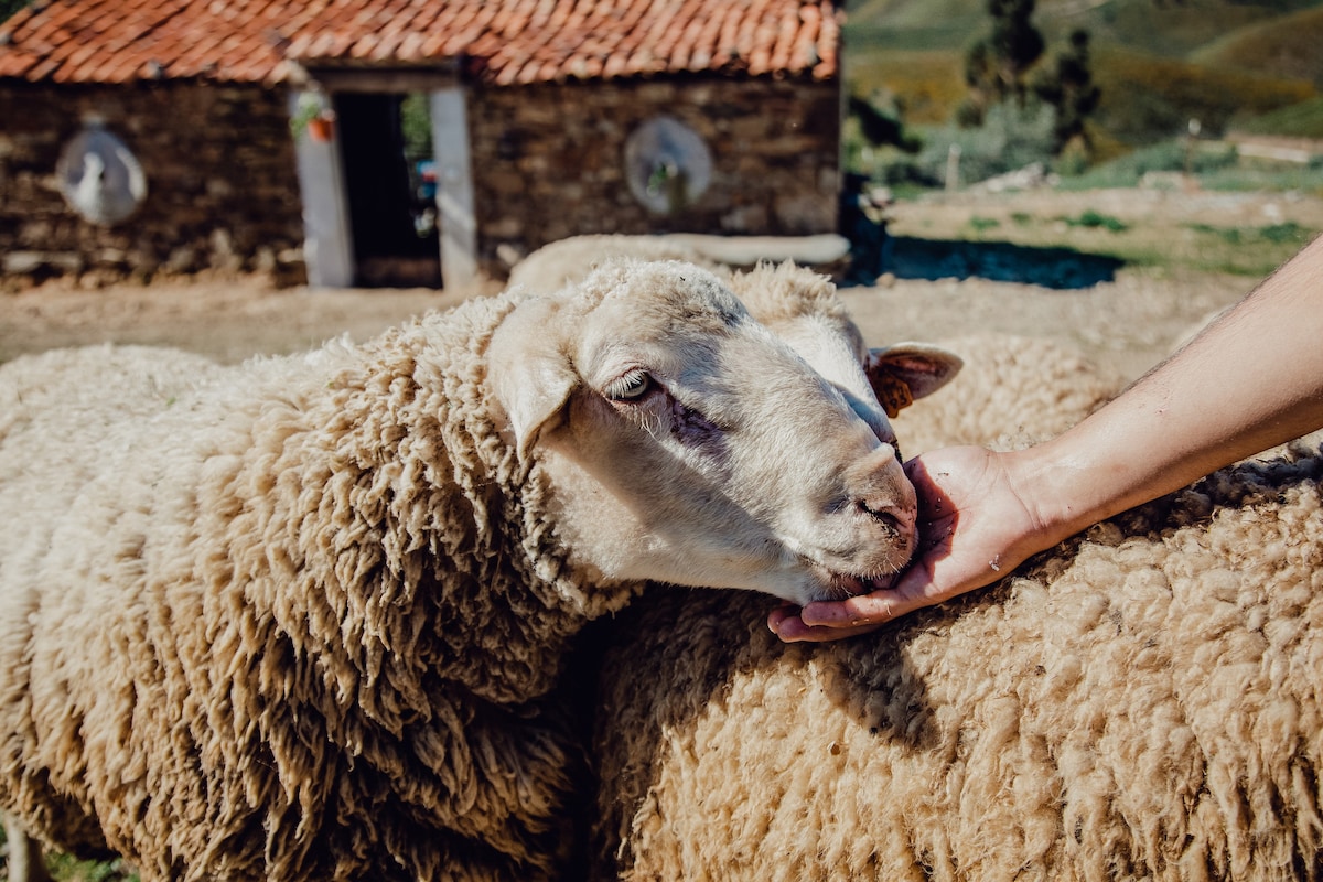 A close-up view features a sheep being gently fed from a hand. The animal's fluffy fleece is prominently displayed, with a rustic building seen in the background. The scene captures a peaceful interaction between humans and livestock in a natural setting.