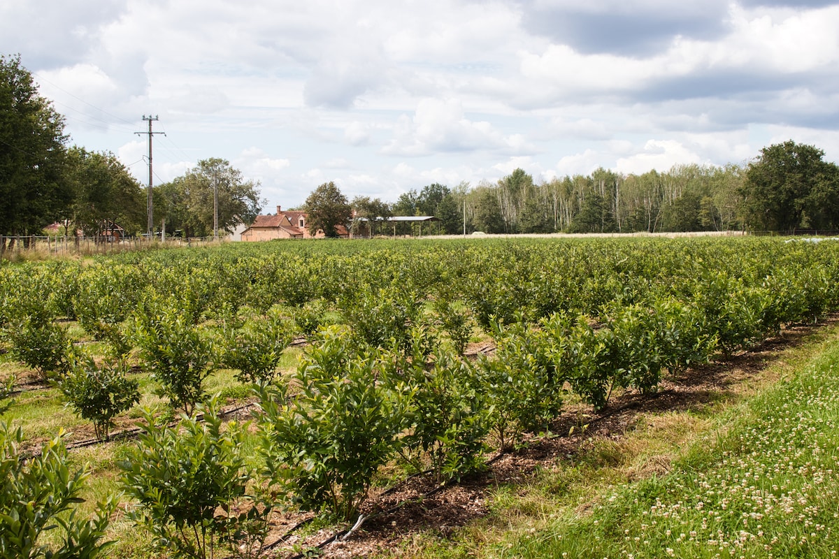 A view of a lush fruit orchard, featuring neatly arranged rows of green bushes. A rustic building is visible in the background, surrounded by trees and open skies. The image conveys a peaceful outdoor setting, indicating the nature surrounding the accommodation.