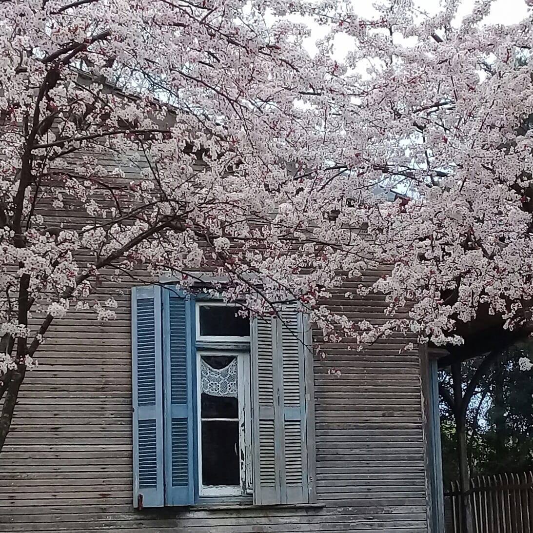 A historic building is partially visible, framed by blossoming cherry trees. The façade features wooden siding with blue shutters flanking a central window, adorned with delicate lace curtains. The scene reflects serenity and a connection with nature.