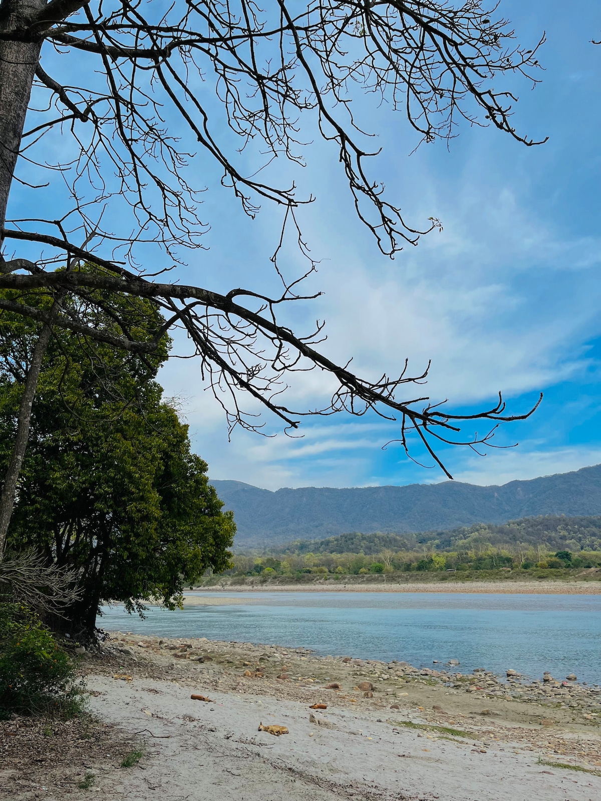 A serene riverbank scene is depicted, featuring bare tree branches extending towards a clear blue sky. Lush green foliage can be seen along the shore, with rolling hills in the background. The calm water reflects the surrounding landscape, creating a tranquil atmosphere.