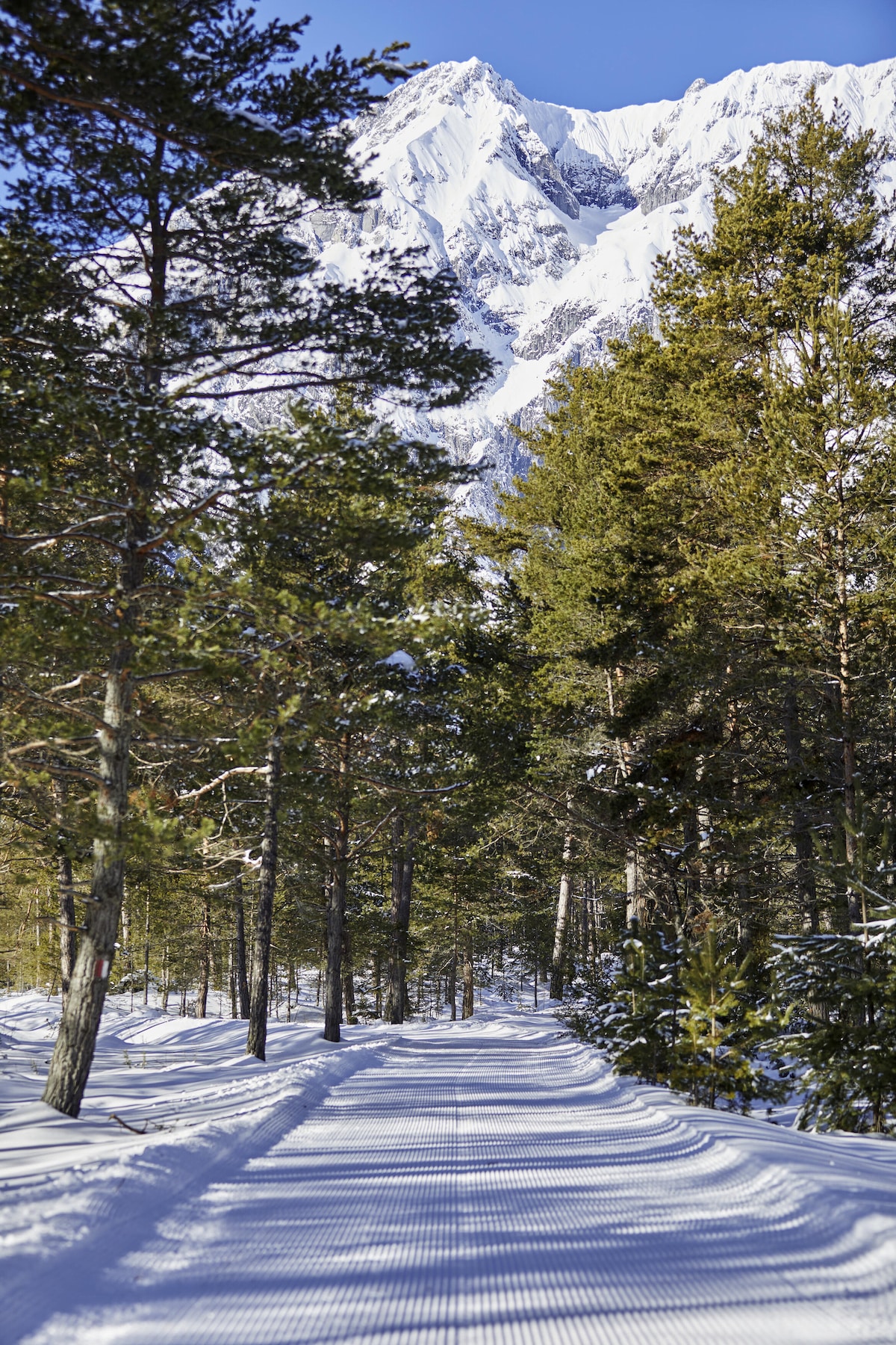 A snow-covered path meanders through a forest of evergreen trees, leading towards towering mountains in the background. Sunlight illuminates the scene, creating a serene and peaceful winter atmosphere, with clear blue skies contrasting against the white snow.