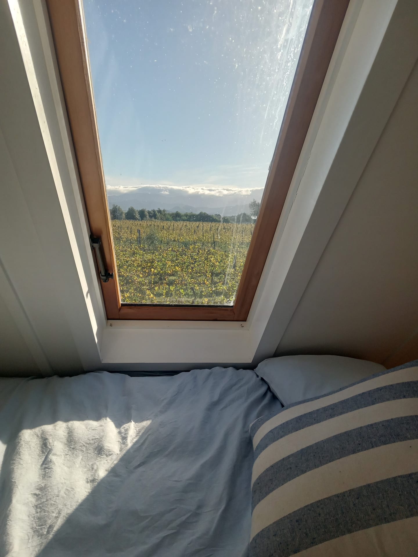 In The Vines 5