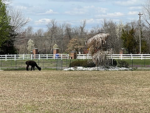 Huge Farmstay w/ Pool, Animals, Pond, & Game Room