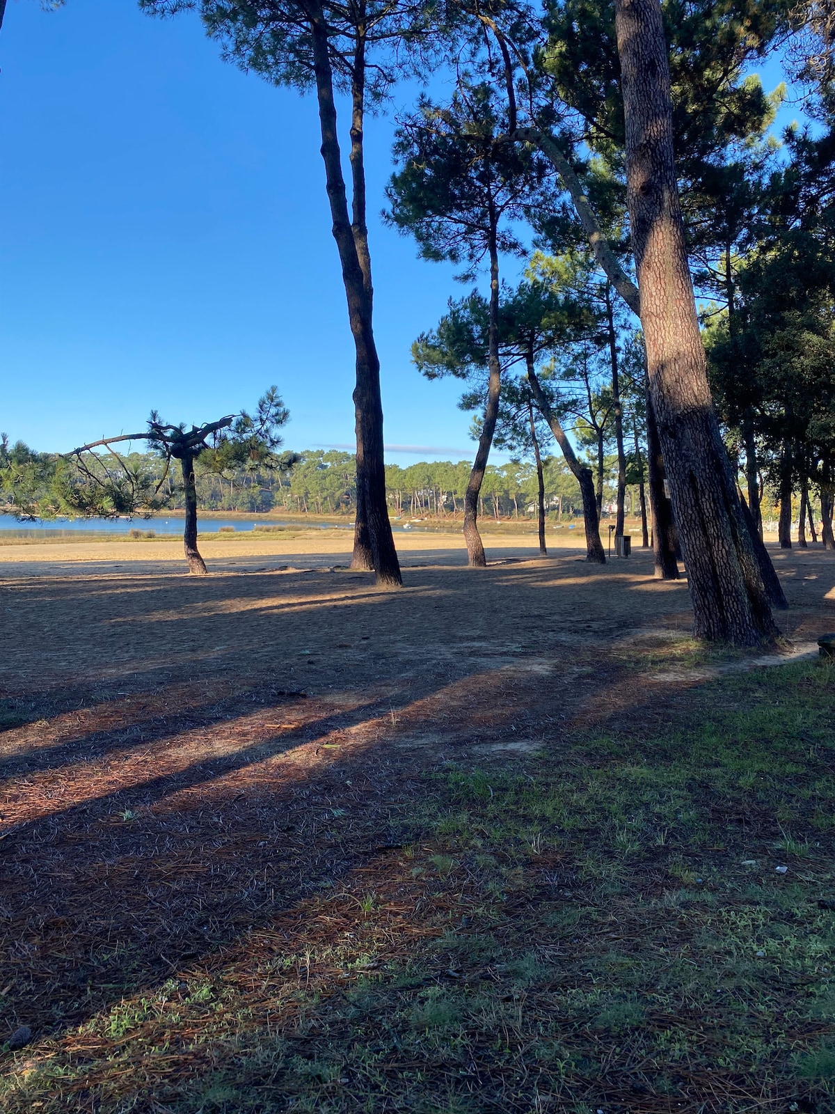 The image displays a serene lakeside area, shaded by tall trees. The ground is covered in a mix of grass and pine needles, leading towards a calm body of water. Sunlight filters through the trees, creating a tranquil environment for outdoor activities.