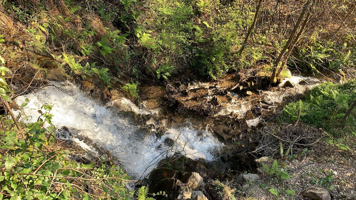 A gentle stream flows over rocky terrain, surrounded by lush greenery and ferns. Sunlight filters through the trees, highlighting the water's movement. The scene offers a serene view of nature, emphasizing the peaceful atmosphere of the forest retreat.