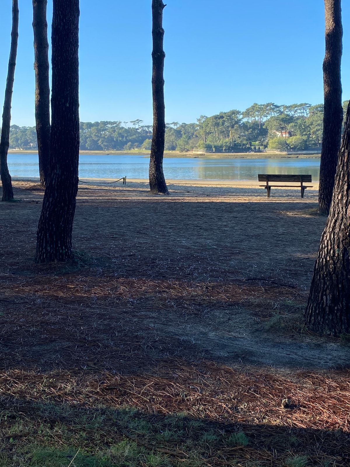 A serene lakeside view is captured, framed by tall trees. A wooden bench is positioned on the shore, facing the calm water, reflecting the surrounding greenery and clear blue sky.
