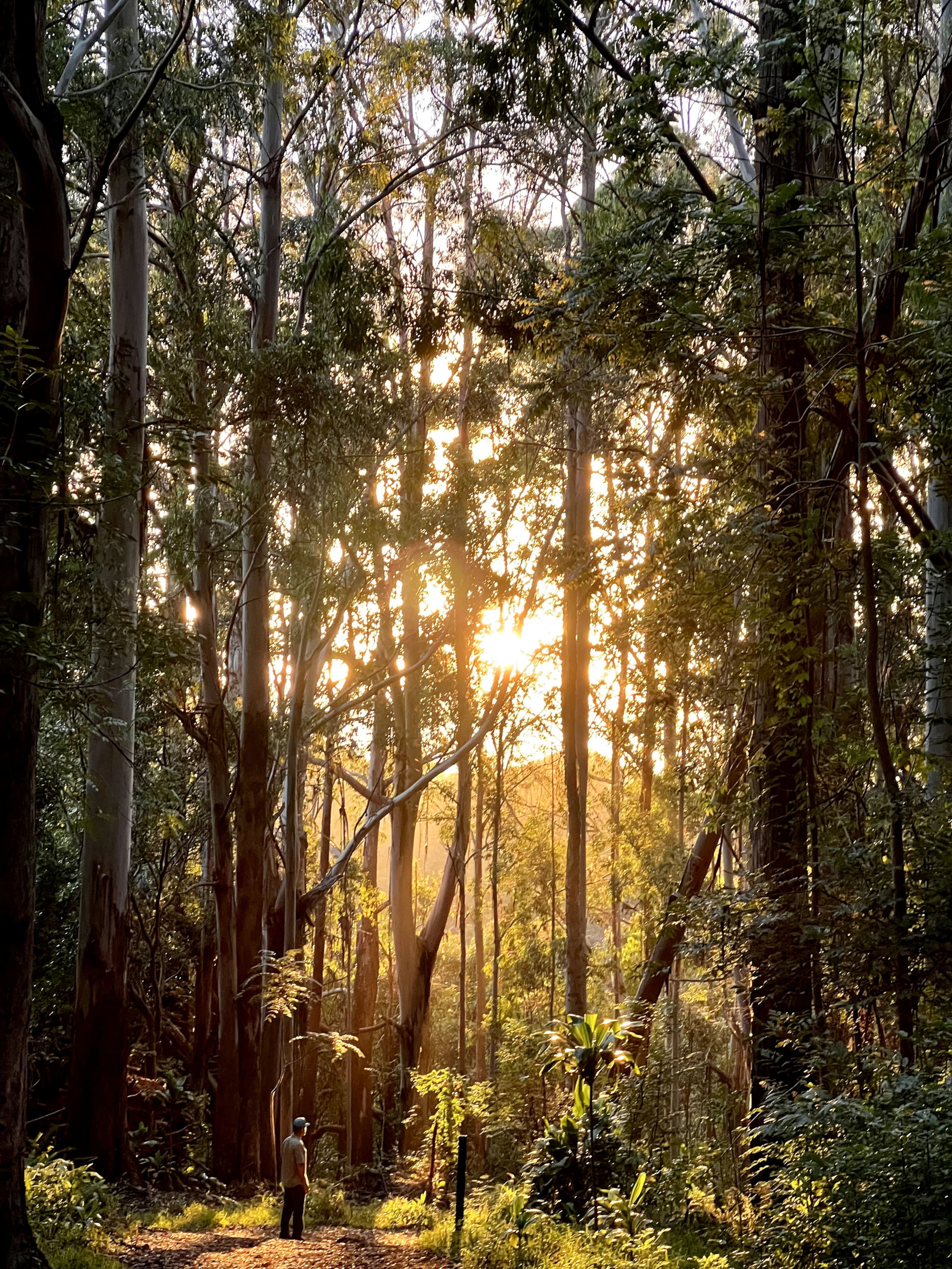 Guesthouse in Makawao · ★4.94 · 2 bedrooms · 2 beds · 1 private bath - Image 33